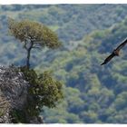 Der Baum am Felsen