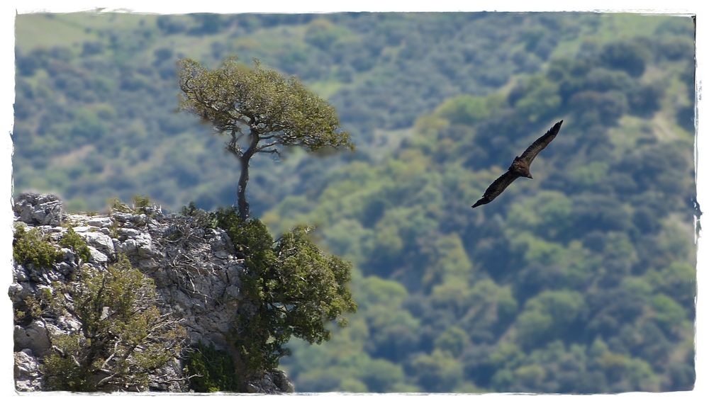 Der Baum am Felsen