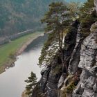 der Baum am Felsen