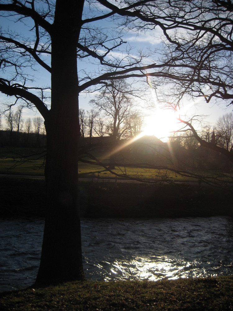 der Baum am Fluss