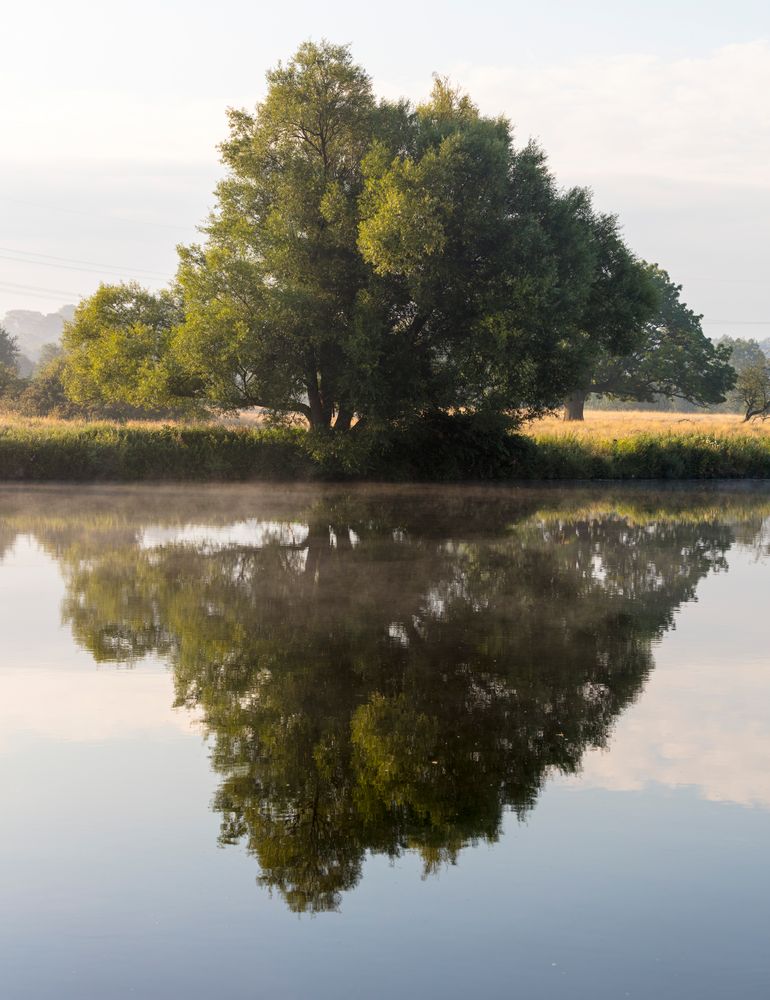 Der Baum am Fluss 