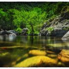 Der Baum am Fluss