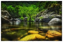 Der Baum am Fluss