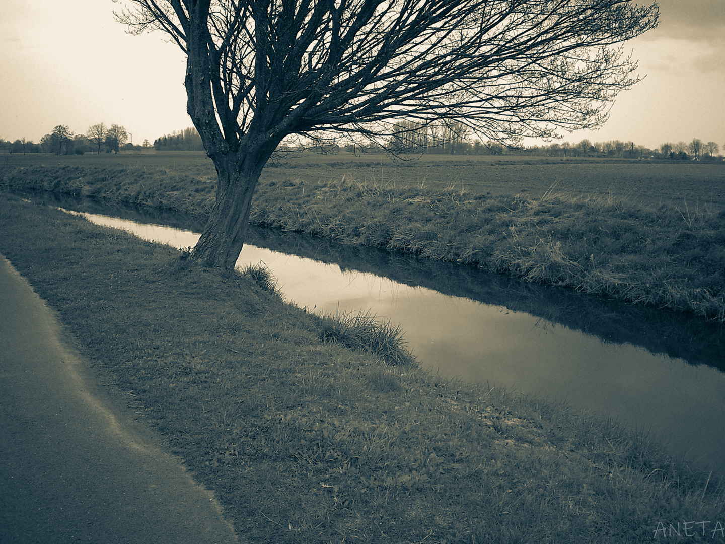 der Baum am Fluss