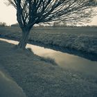 der Baum am Fluss