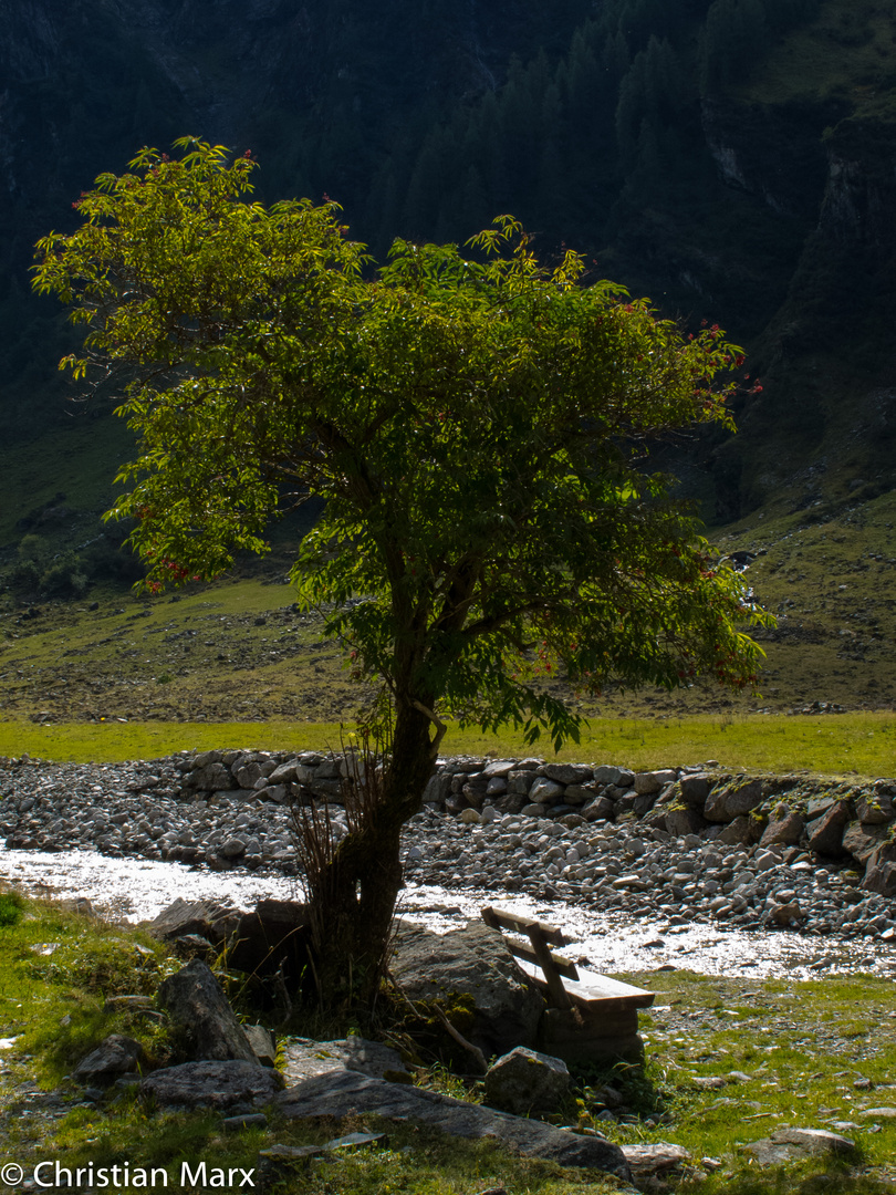 Der Baum am Fluss