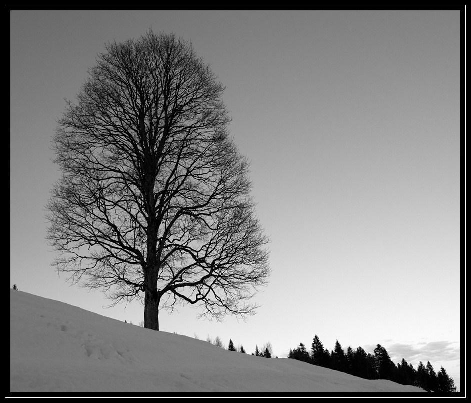 Der Baum am Hang