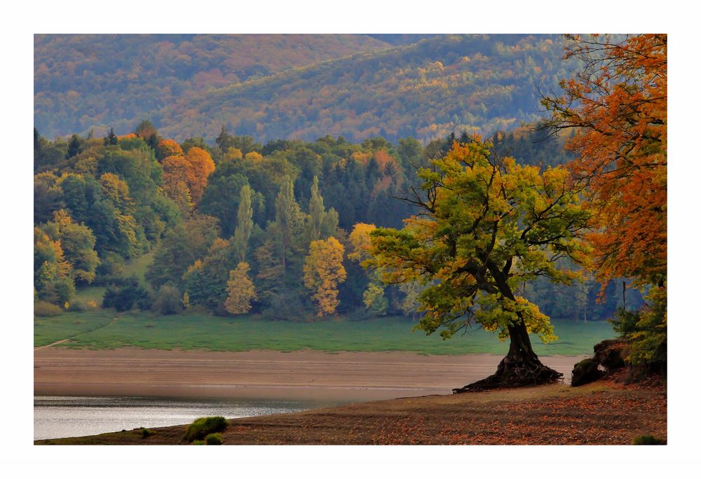 Der Baum am Herbstsee