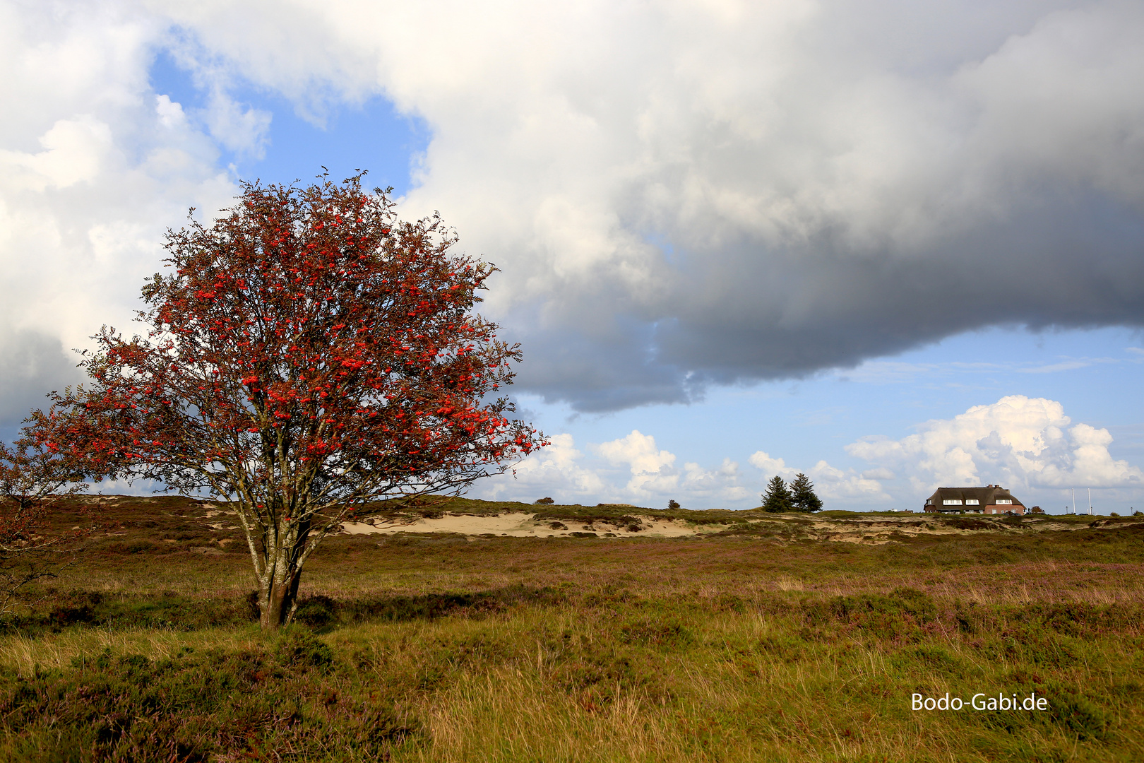 Der Baum am Kliff