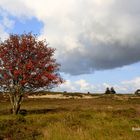 Der Baum am Kliff