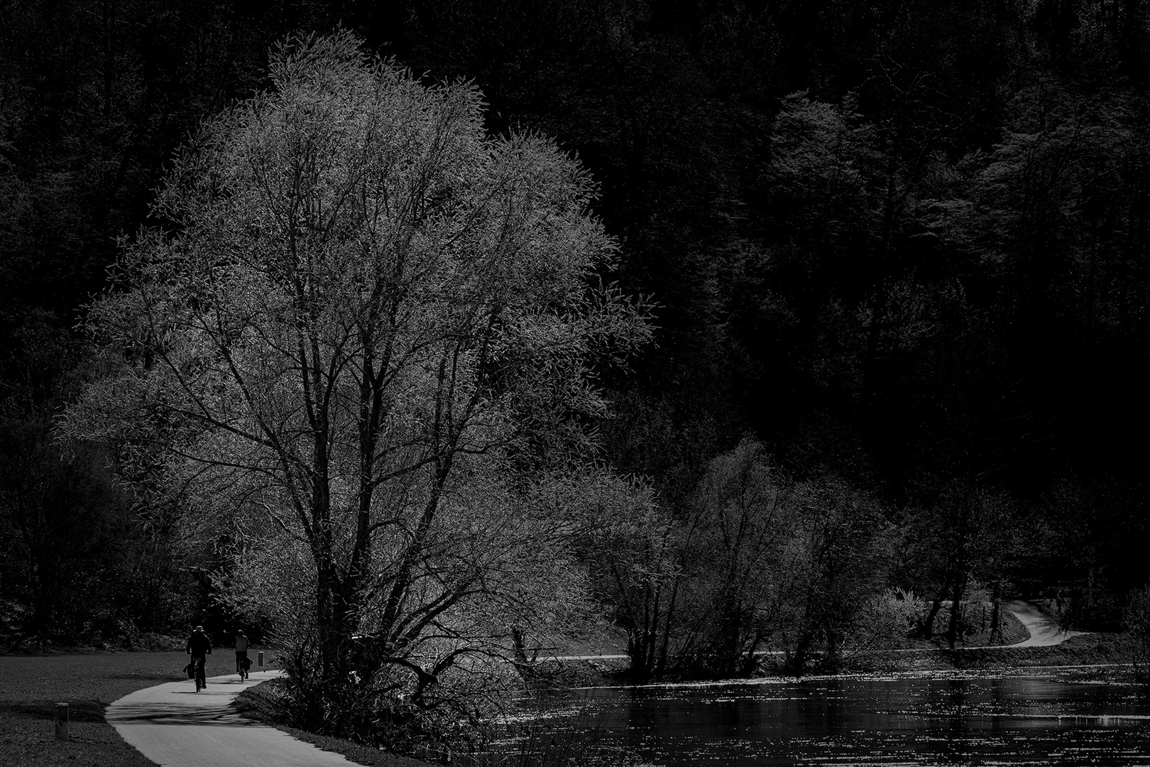 Der Baum am Leinpfad