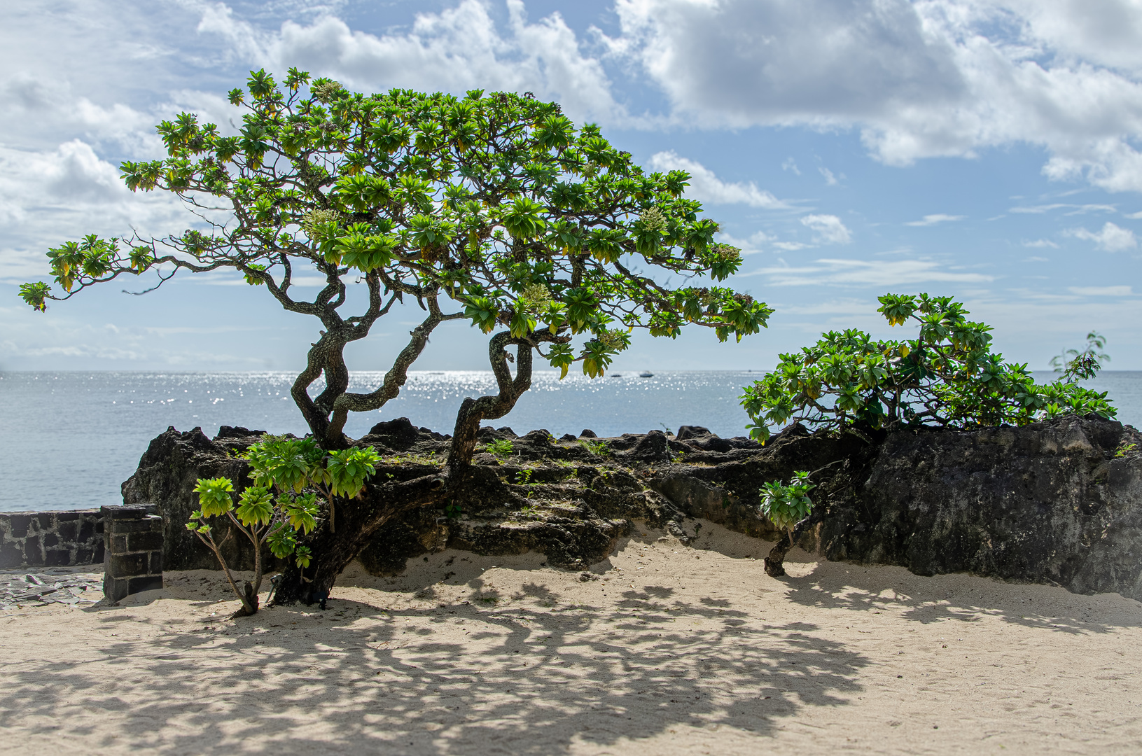 Der Baum am Meer