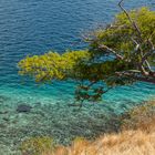 Der Baum am Meer