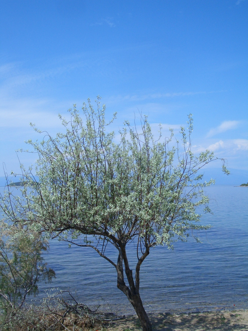 Der Baum am Meer