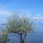 Der Baum am Meer