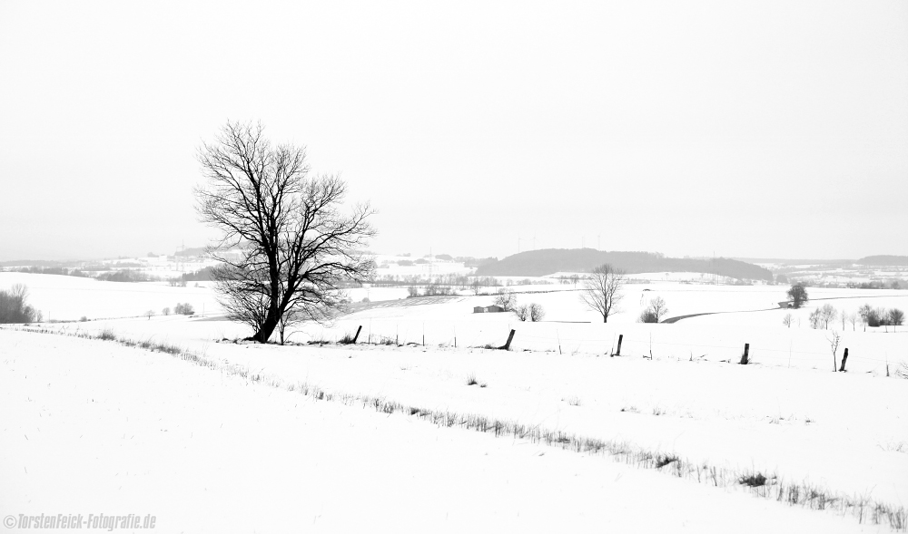 Der Baum am Morgen