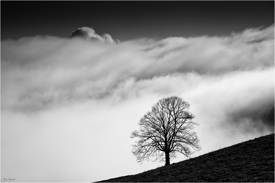 Der Baum am Nebelfall