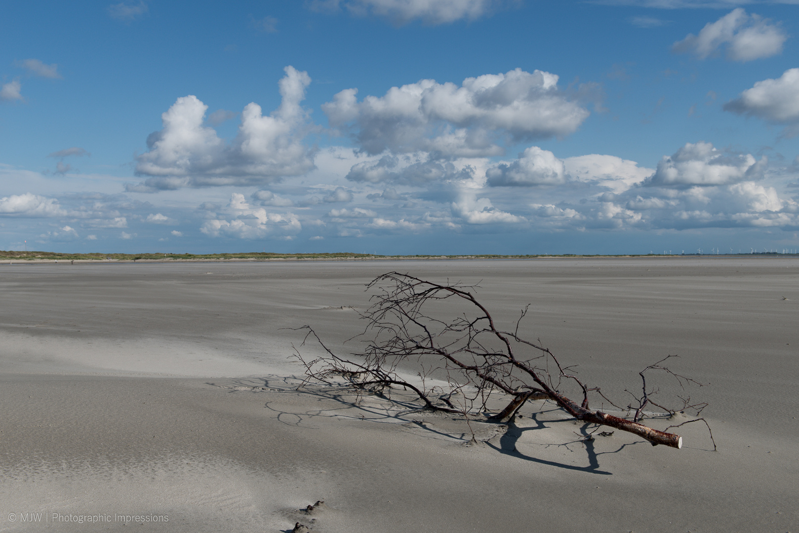 Der Baum am Nordseestrand