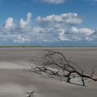 Der Baum am Nordseestrand