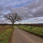 Der Baum am Rande der Straße