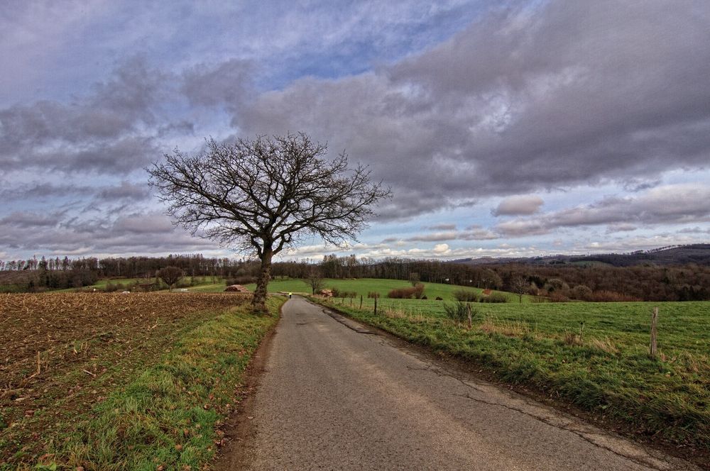 Der Baum am Rande der Straße