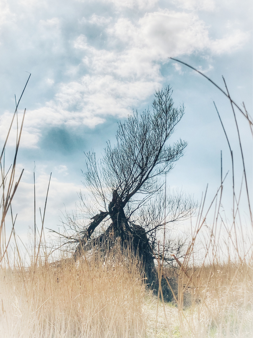 Der Baum am Salzhaff