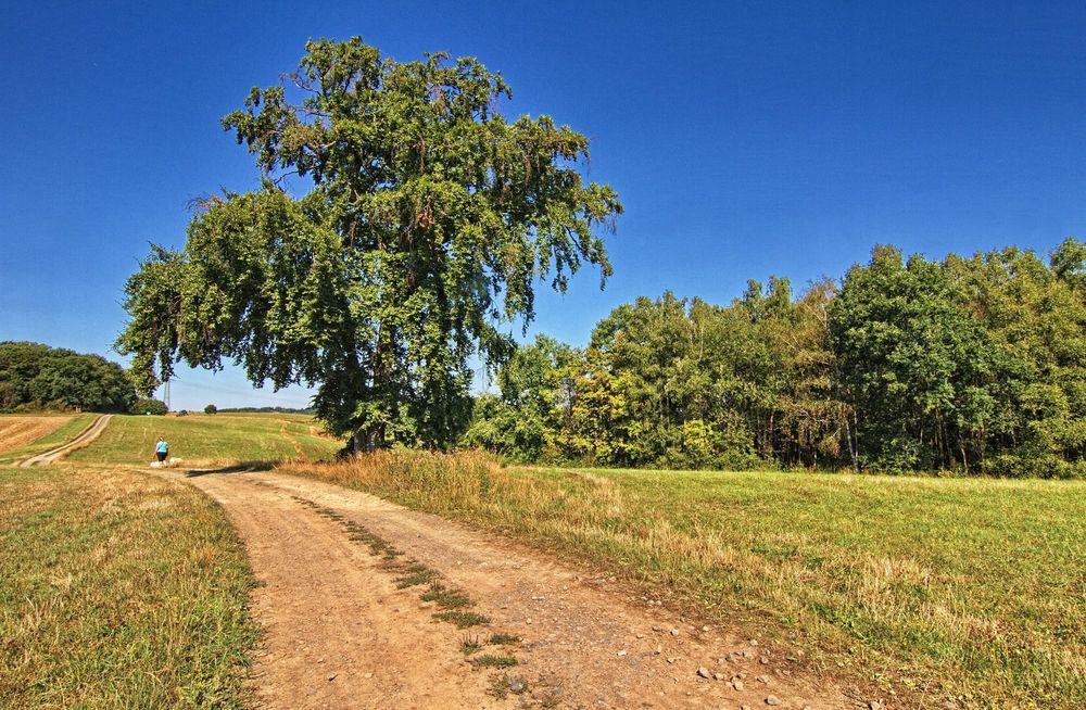 Der Baum am schönen Wanderweg 