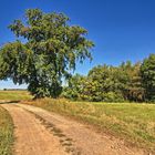 Der Baum am schönen Wanderweg 