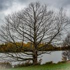 Der Baum am See 