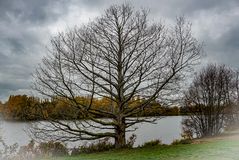 Der Baum am See 