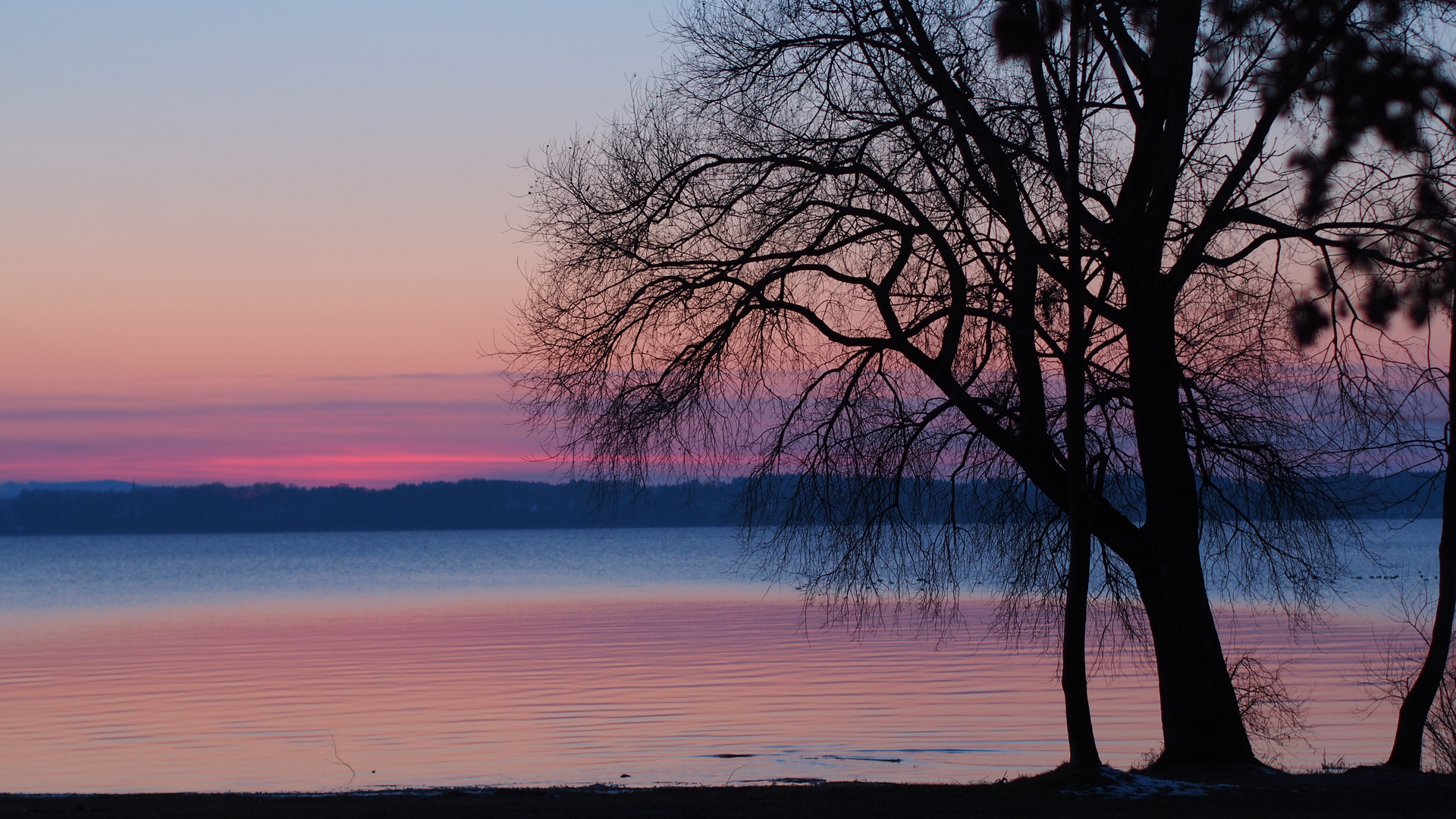 Der Baum am See