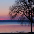 Der Baum am See