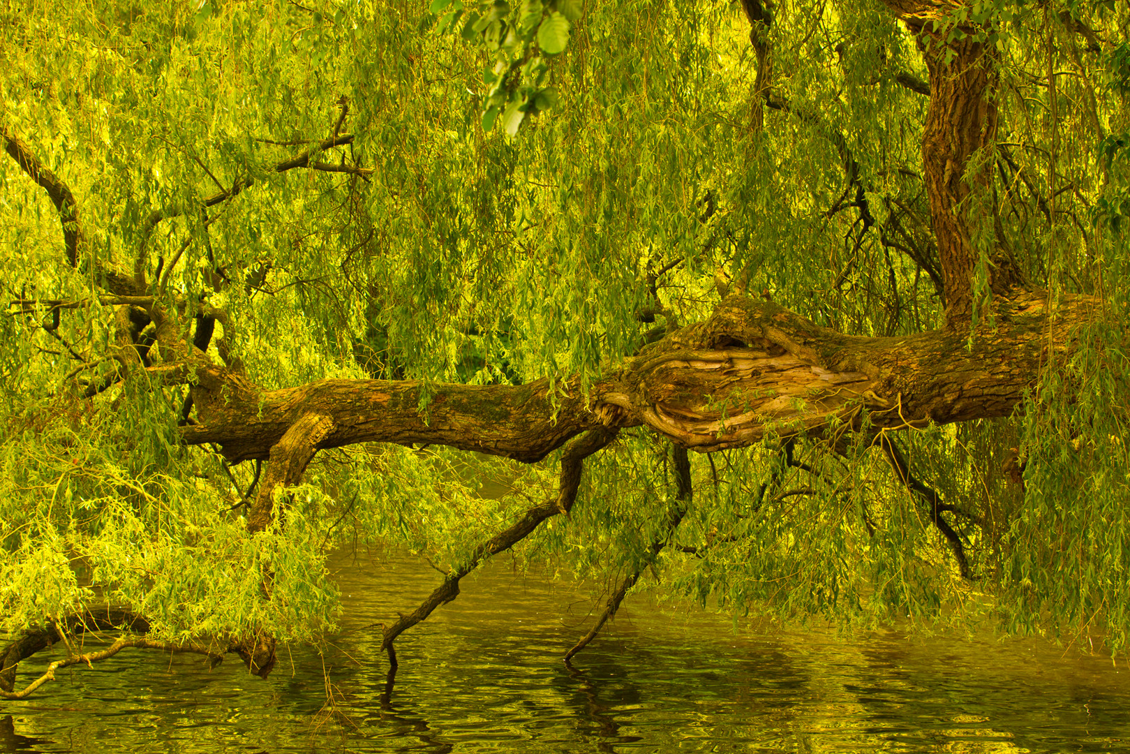 Der Baum am See