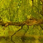 Der Baum am See