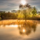 Der Baum am See