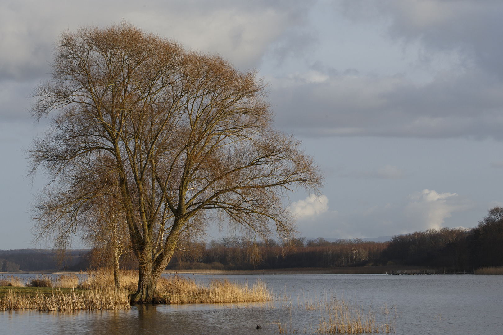 Der Baum am See Foto Bild pflanzen pilze flechten Der Baum am See Foto Bild pflanzen pilze flechten