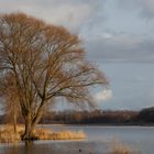 Der Baum am See