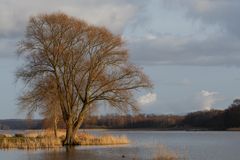 Der Baum am See