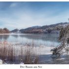 Der Baum am See