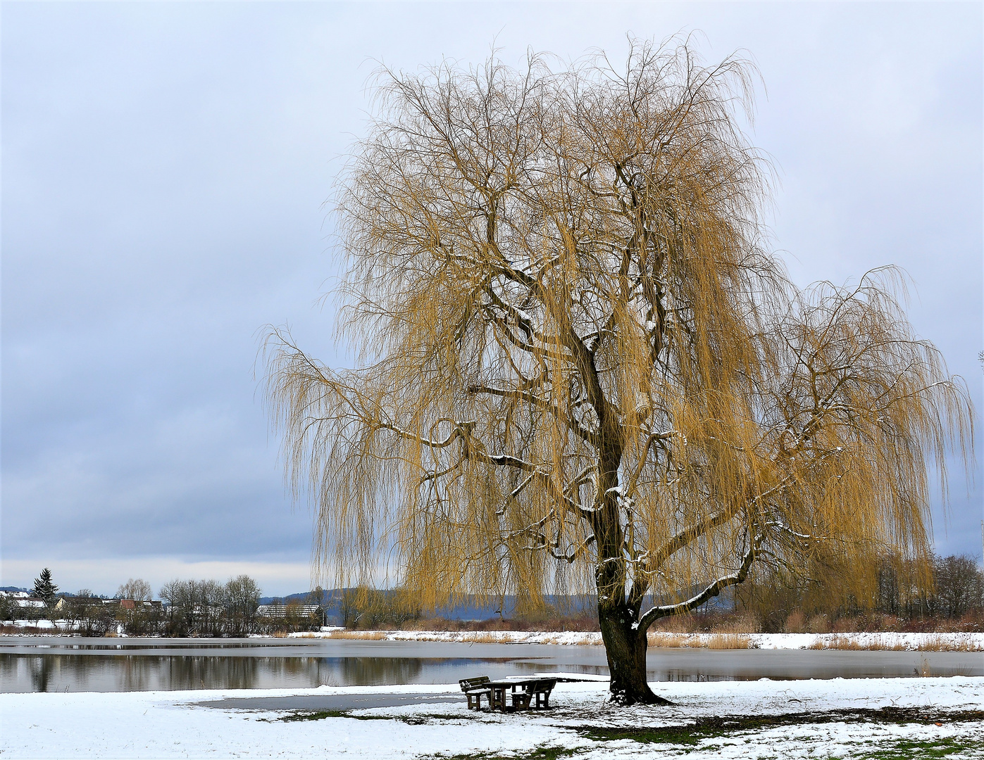 Der Baum am See...