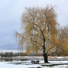 Der Baum am See...