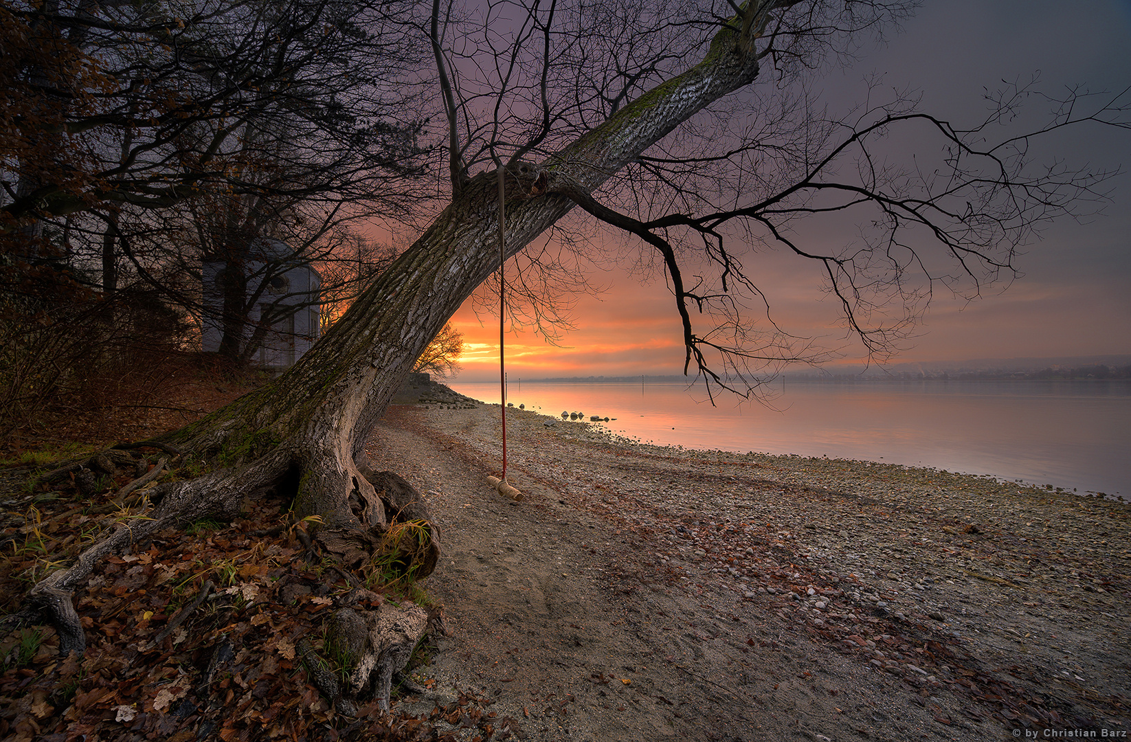 der Baum am See