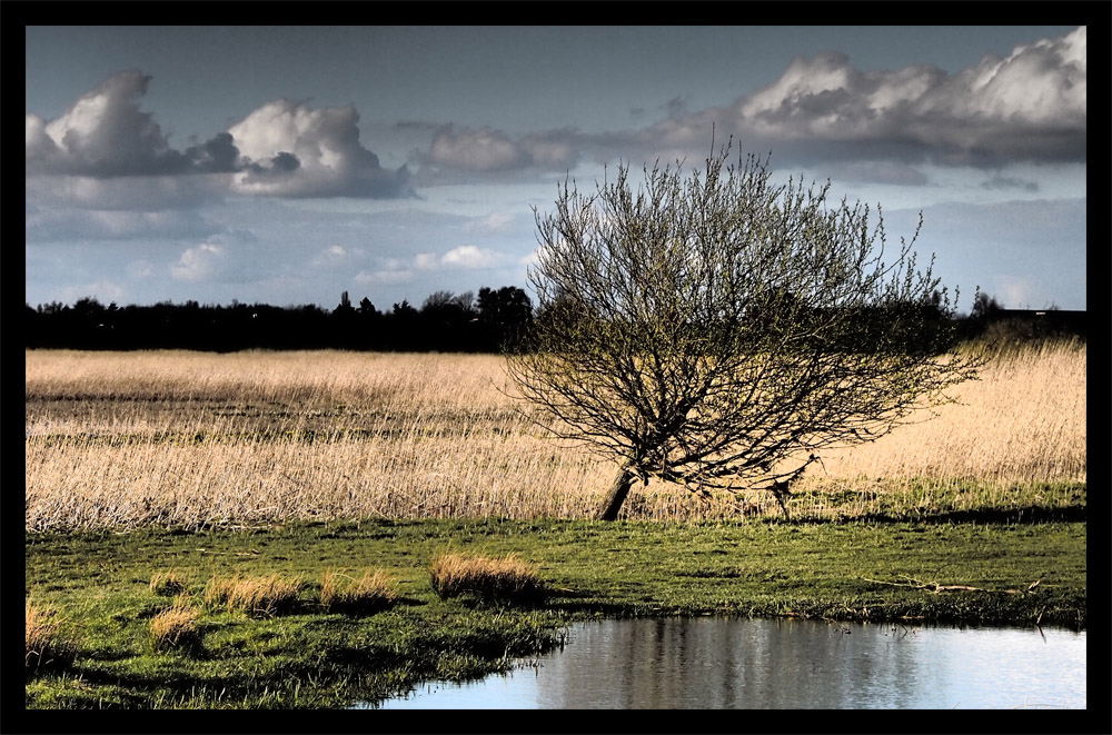 der Baum am See