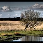 der Baum am See