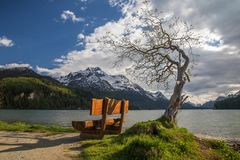 Der Baum am See