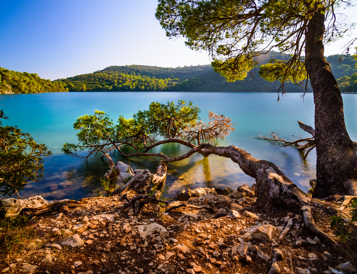 Der Baum am See