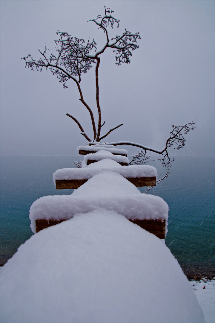 DER Baum am See