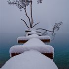 DER Baum am See