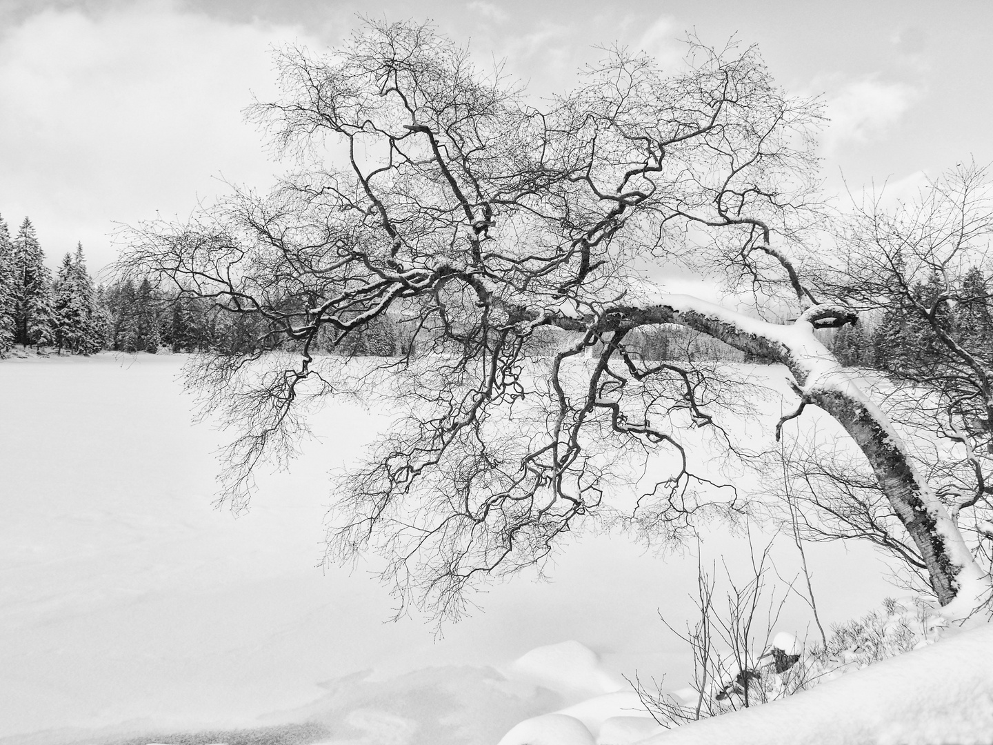 Der Baum am See