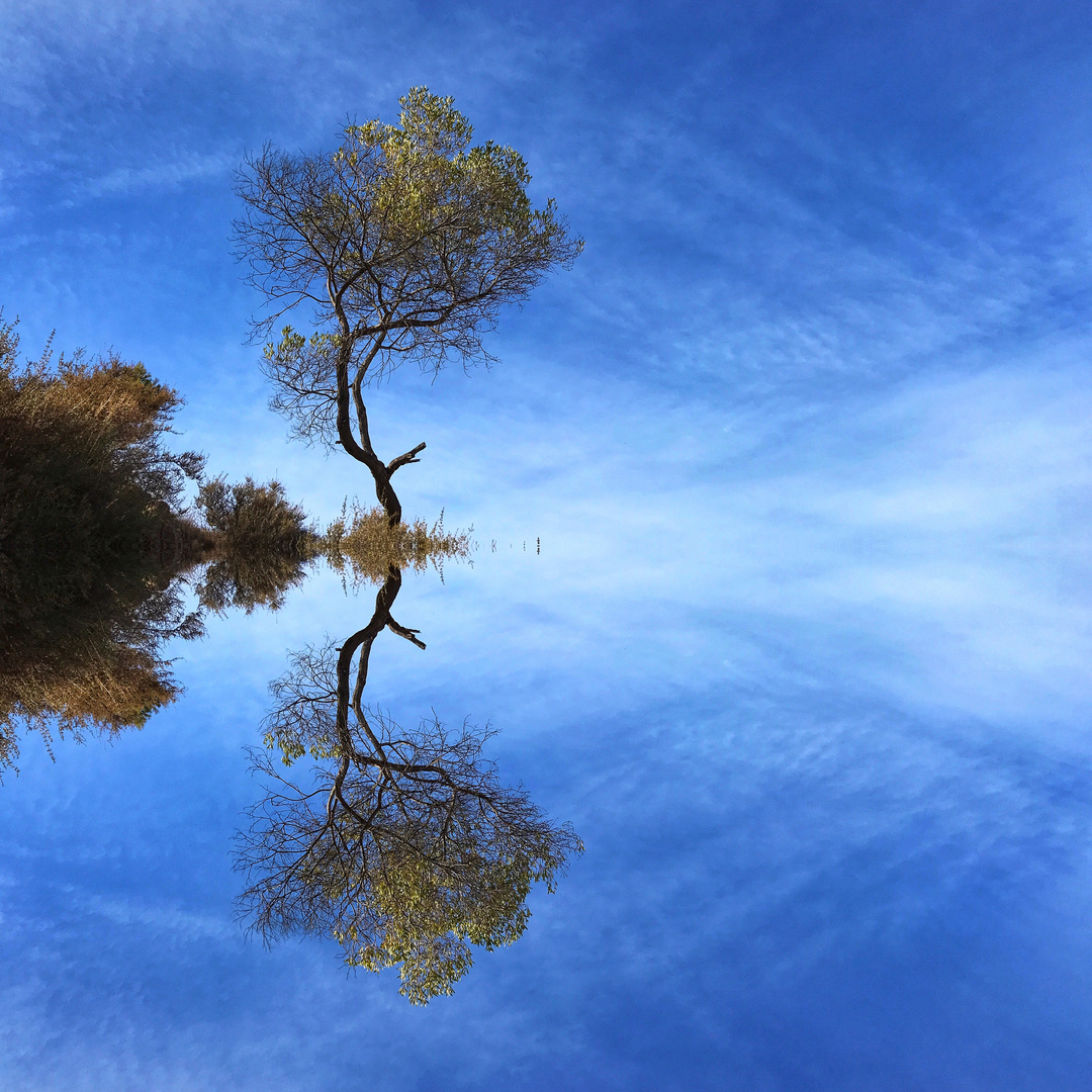 Der Baum am See